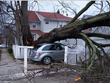 tree on top of car - What Does Homeowners Insurance Cover?