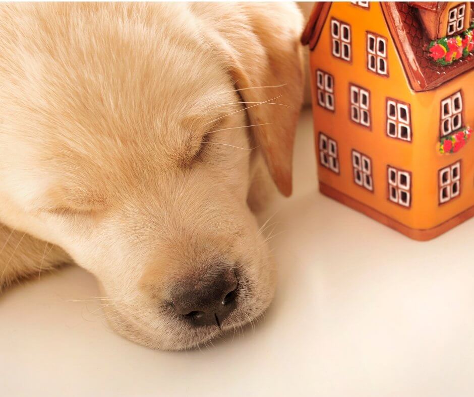 Pet Friendly home